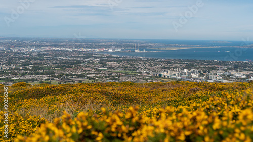 Stunning view of Dublin city and port from Ticknock, 3rock, Wicklow mountains. Yellow and green plants in foreground photo