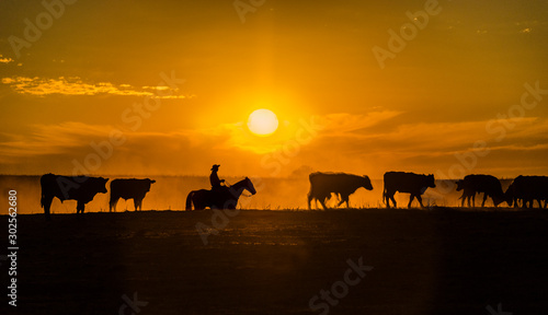Silueta en el horizonte de un gaucho con su ganado photo