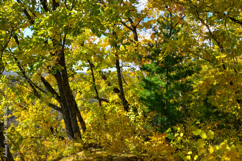 Green Korean cedar tree on a background of golden autumn taiga
