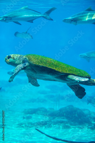 Hybrid green and loggerhead sea turtle
