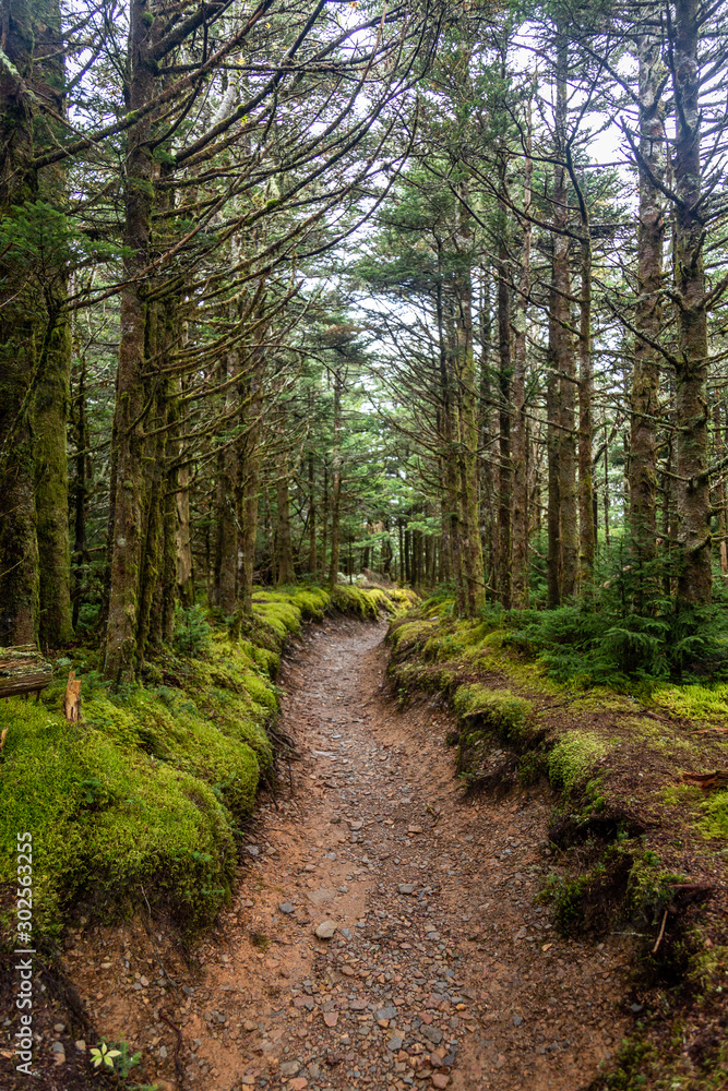 Fototapeta premium Great Smoky Mountains National Park
