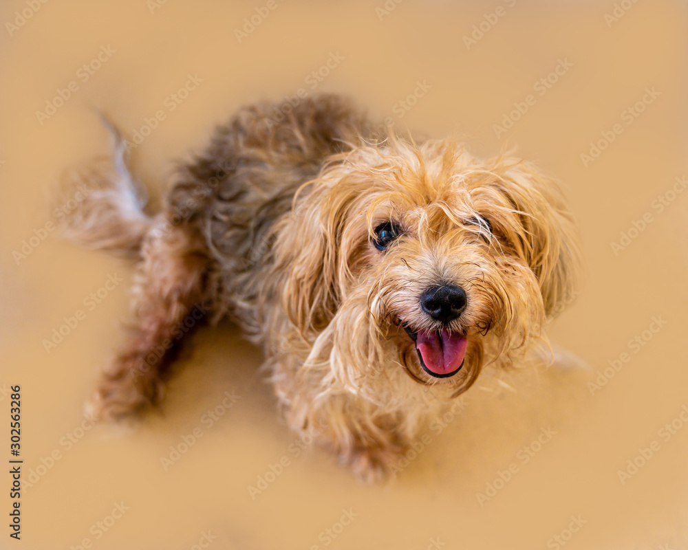 Happy scruffy blonde dog sitting on tan floor with mouth open smiling and looking up