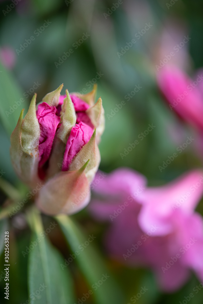 Gorgeous pink blossoms Gorgeous pink blossoms