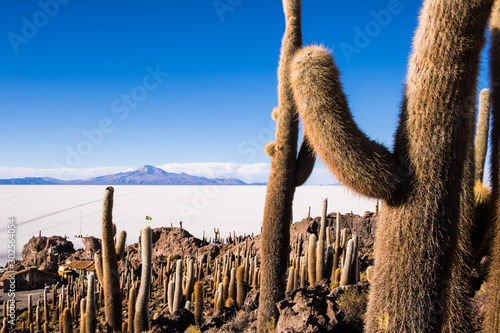 Photography cactus and cacti in the salt flats