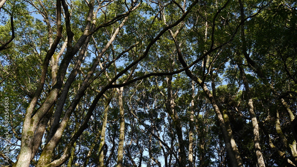 Obraz premium tree in the sky