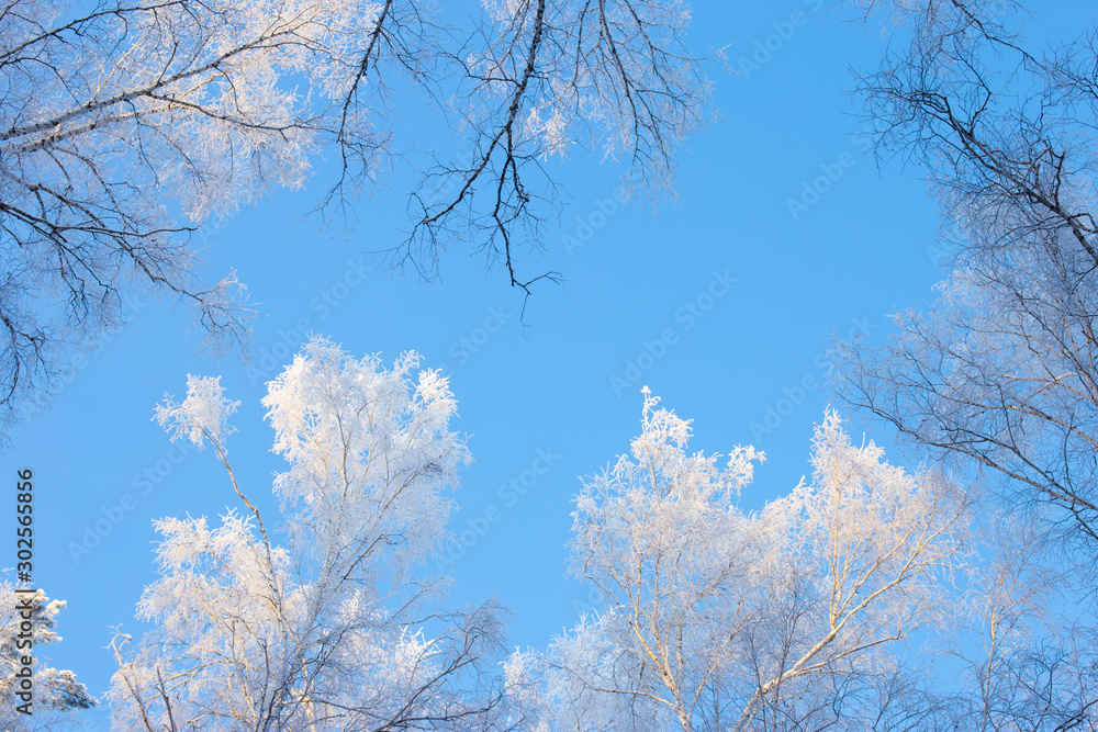 Blue winter sky in the forest. Snow-covered tree branches in winter season. Winter in the forest. Siberian. Altai. Russia. Blue winter sky in the forest. Snow-covered tree branches in winter season. Winter in the forest. Siberian. Altai. Russia.