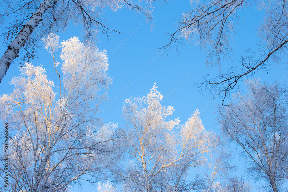 Blue winter sky in the forest. Snow-covered tree branches in winter season. Winter in the forest. Siberian. Altai. Russia. Blue winter sky in the forest. Snow-covered tree branches in winter season. Winter in the forest. Siberian. Altai. Russia.