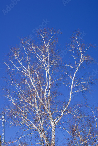 bare branches of white birch against the blue sky. contrasting images of nature.