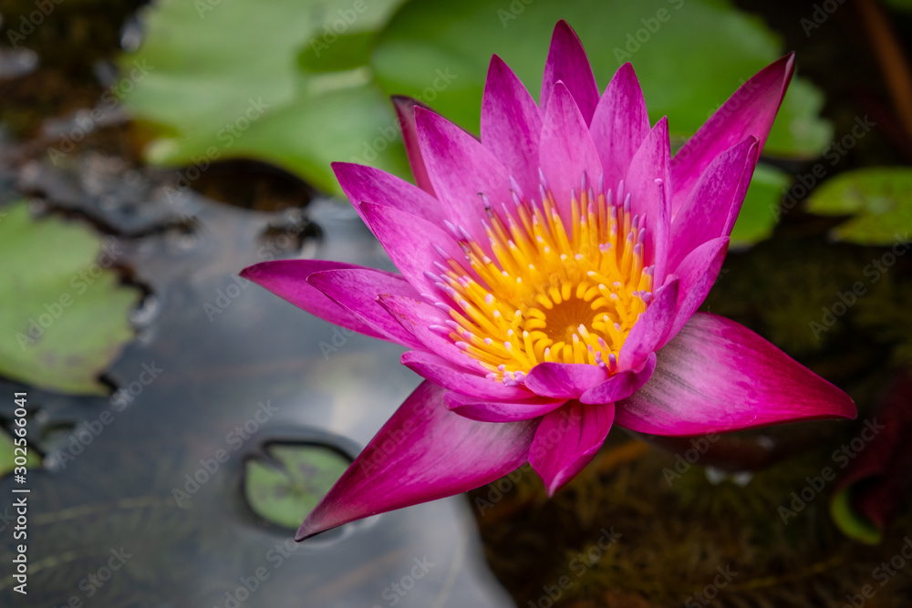 Close up of beautiful pink lotus flower (or water lily flower) growing and floating on the water pond. Lotus has been a symbol of Buddha, and it blooms profusely in Buddhist art and literature.