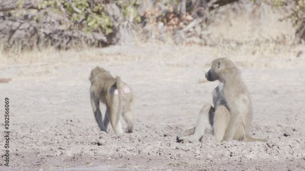 Monkeys playing around watering hole in Africa Monkeys playing around watering hole in Africa