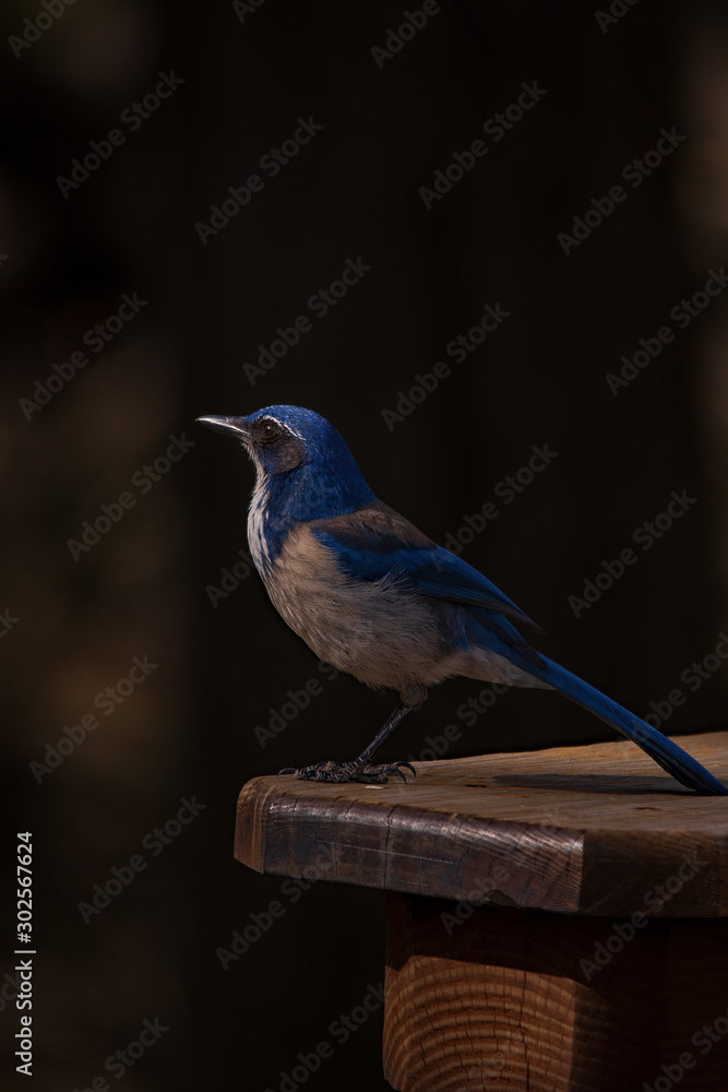 Naklejka premium bluebird on the bench