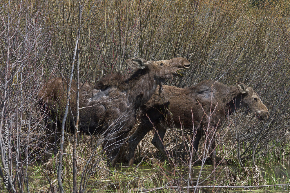 moose in the willows moose in the willows