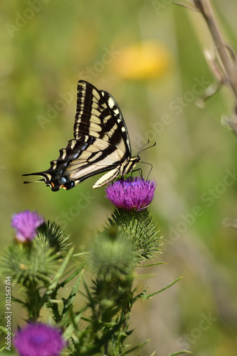 tiger swallow on the thistle