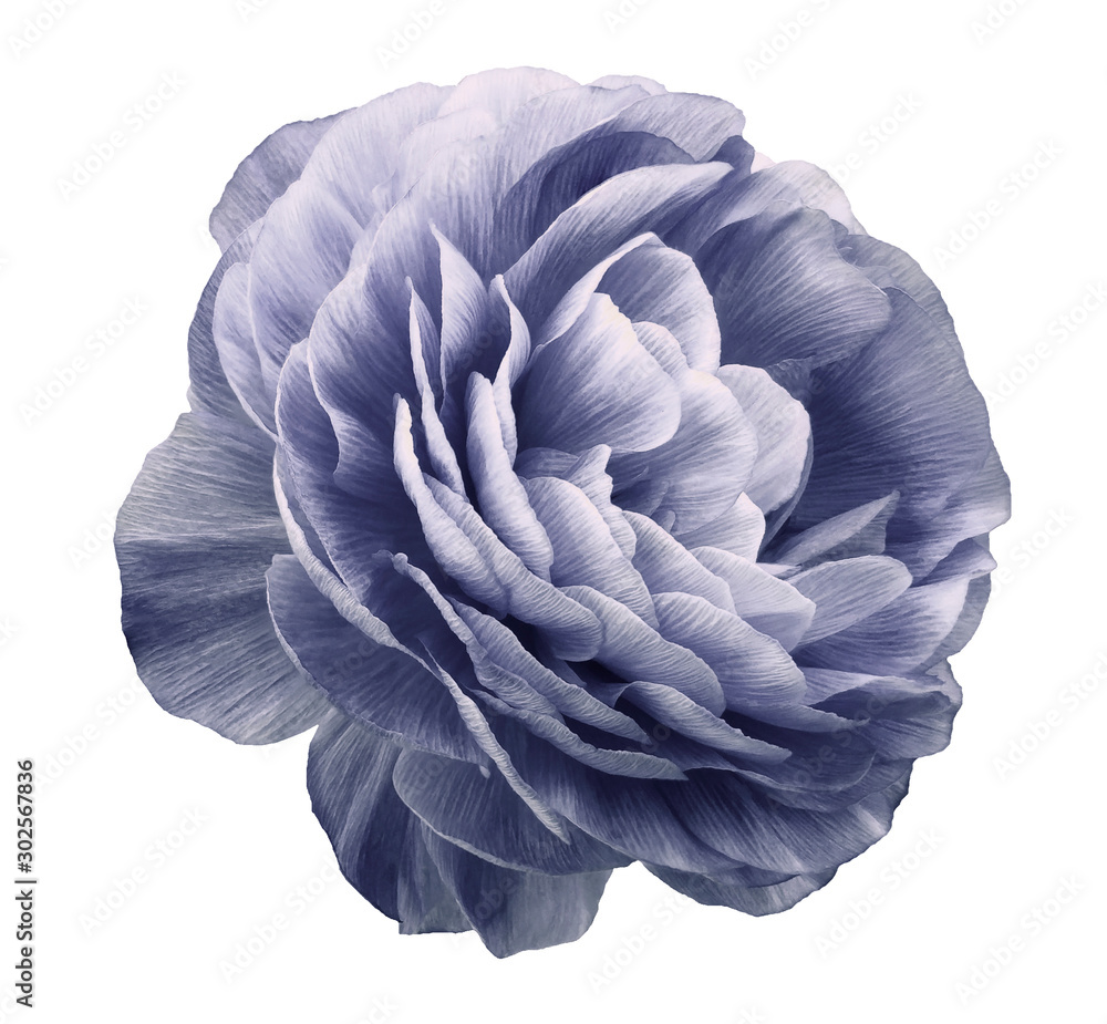 Obraz premium vintage rose flower purple. Flower isolated on white background. No shadows with clipping path. Close-up. Nature.