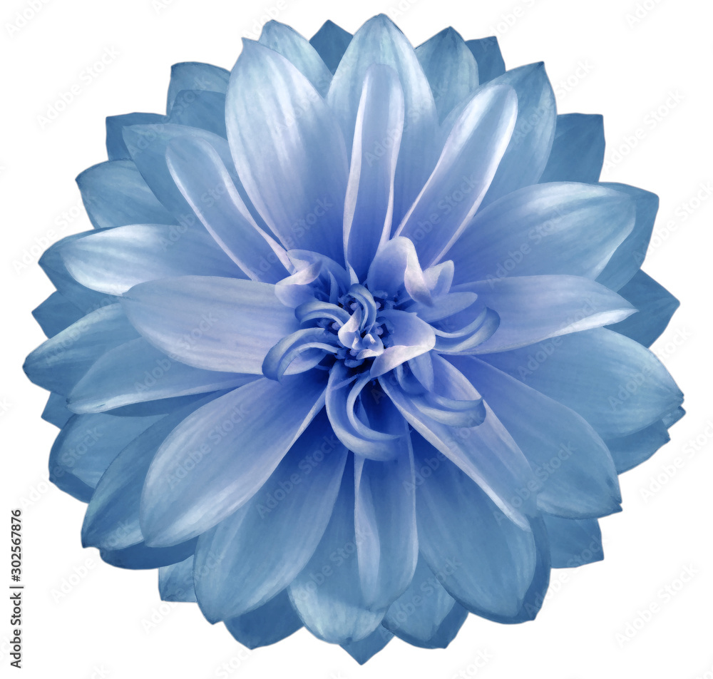 watercolor dahlia flower blue. Flower isolated on white background. No shadows with clipping path. Close-up. Nature. watercolor dahlia flower blue. Flower isolated on white background. No shadows with clipping path. Close-up. Nature.