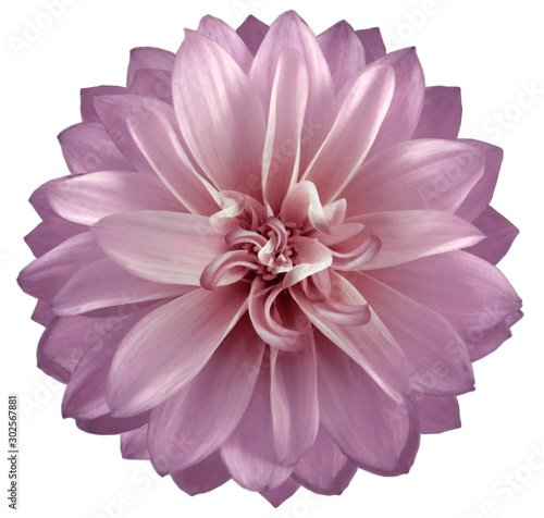 watercolor dahlia flower pink. Flower isolated on white background. No shadows with clipping path. Close-up. Nature.