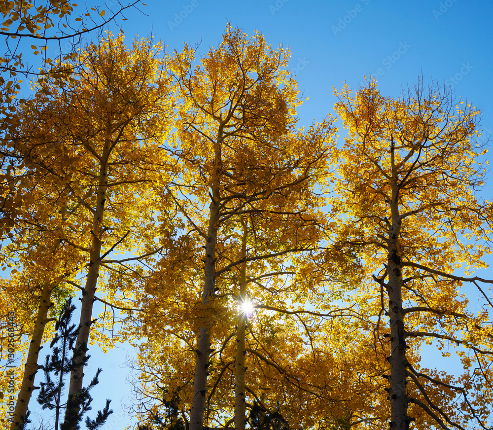 Late afternoon sun streams through the changing leaves of the Aspen Trees in Flagstaff, Arizona. Late afternoon sun streams through the changing leaves of the Aspen Trees in Flagstaff, Arizona.