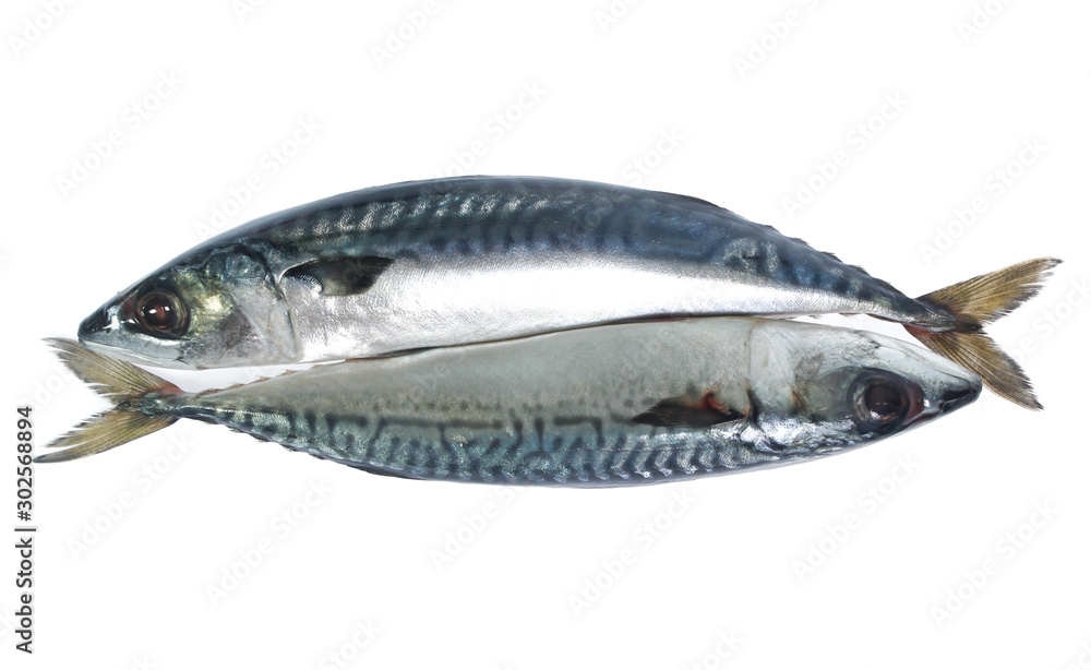 Fresh saba fish isolated on white background Fresh saba fish isolated on white background