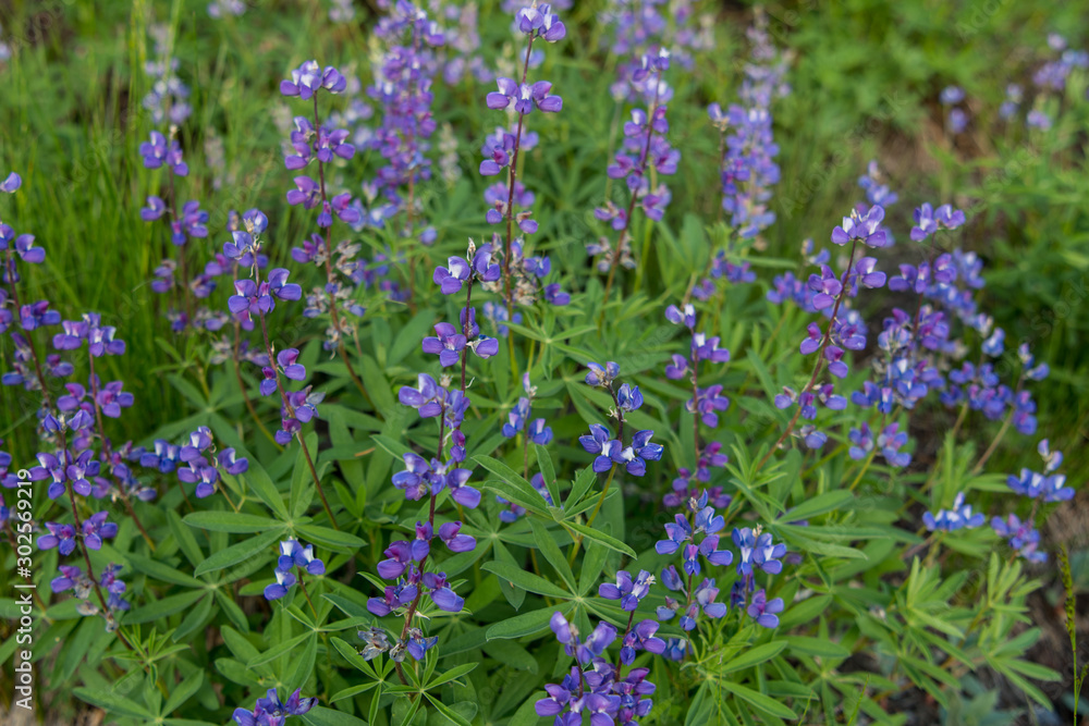 Details on Purple Lupine Details on Purple Lupine