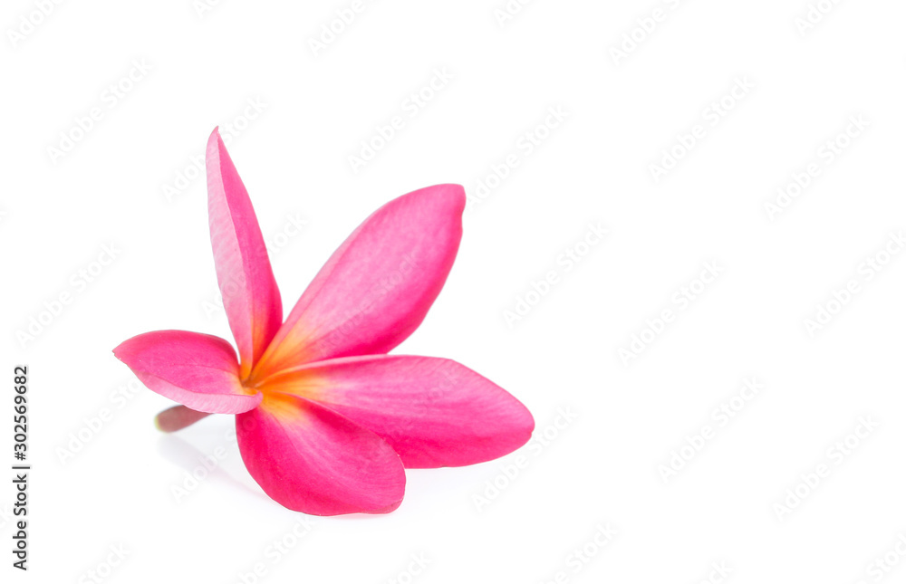 Fototapeta premium frangipani flower isolated on white