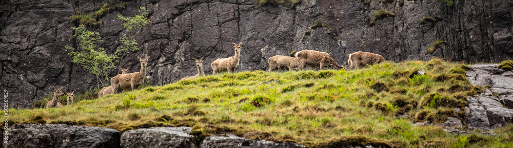 Herd of young wild deer in Scottish mountains in rainy evening. Herd of young wild deer in Scottish mountains in rainy evening.