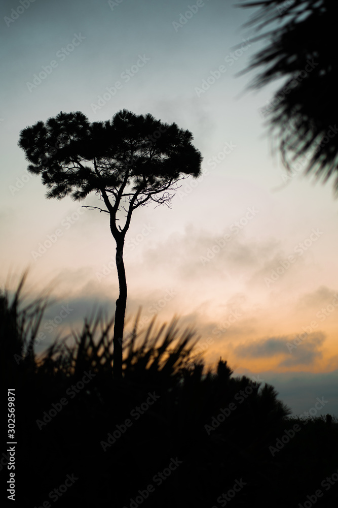 sunset tree