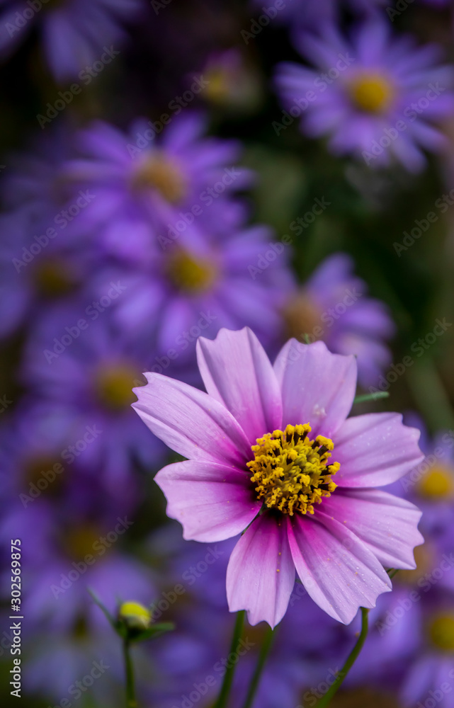 violet aster blooms in the garden violet aster blooms in the garden