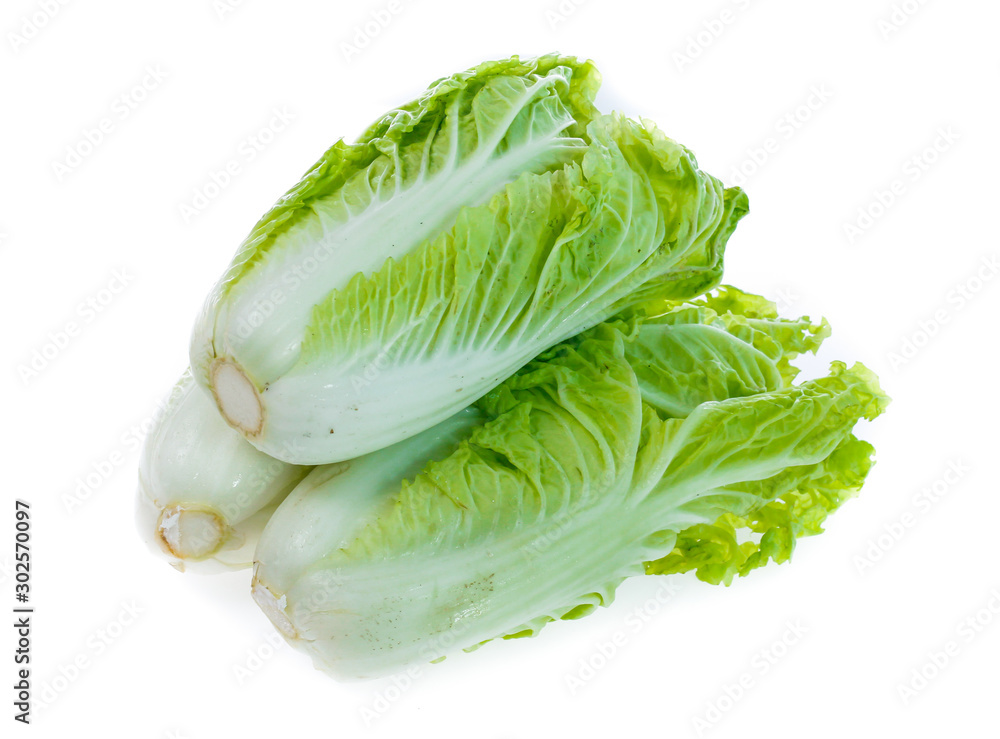 fresh chinese cabbage on a white background fresh chinese cabbage on a white background
