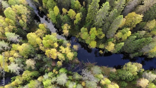 River in the middle of forest