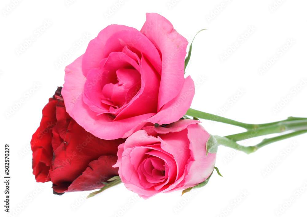 Fototapeta premium Beautiful rose isolated on white