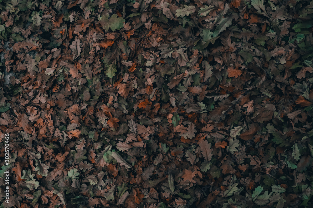 abstract background of leaves