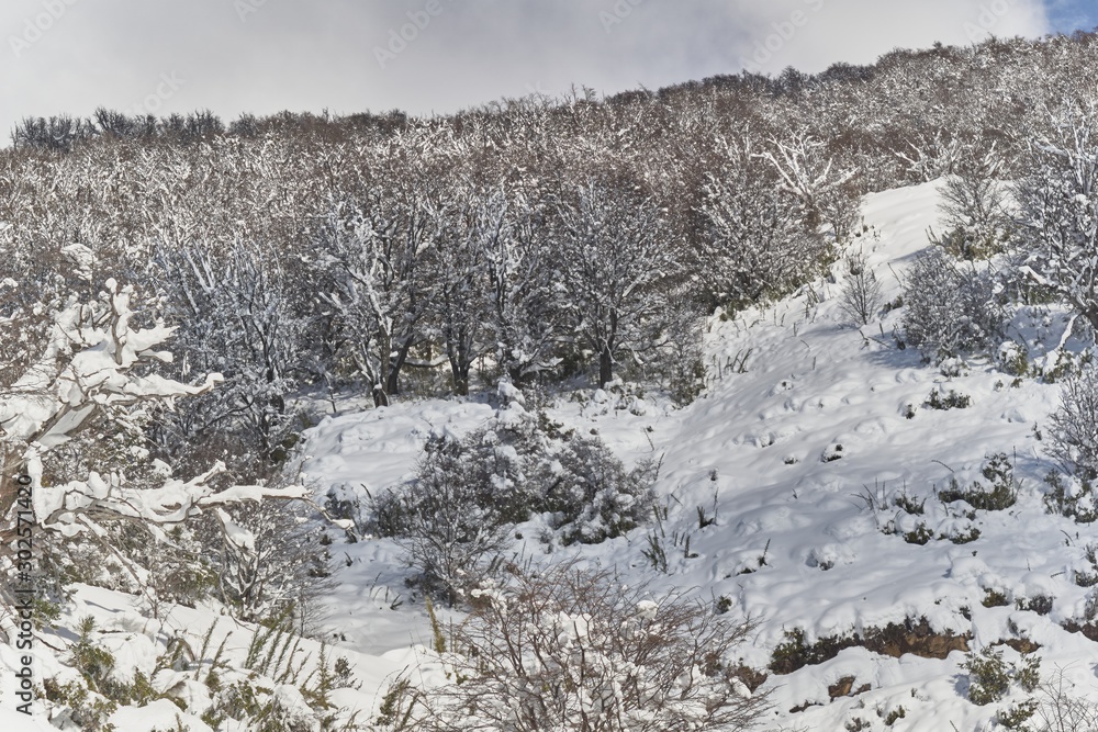 Bosque nevado sobre montaña, paisaje invernal Bosque nevado sobre montaña, paisaje invernal