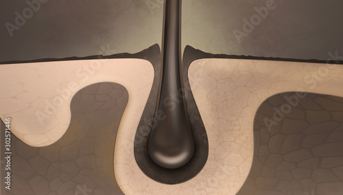 Canvas Print Hair Follicle