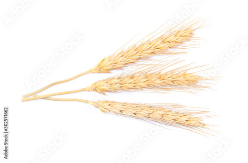 Ear of barley rice on white background