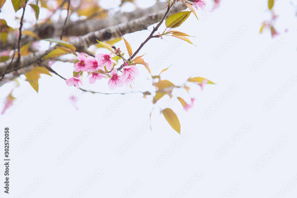 Beautiful cherry blossom or sakura in spring time over sky Beautiful cherry blossom or sakura in spring time over sky