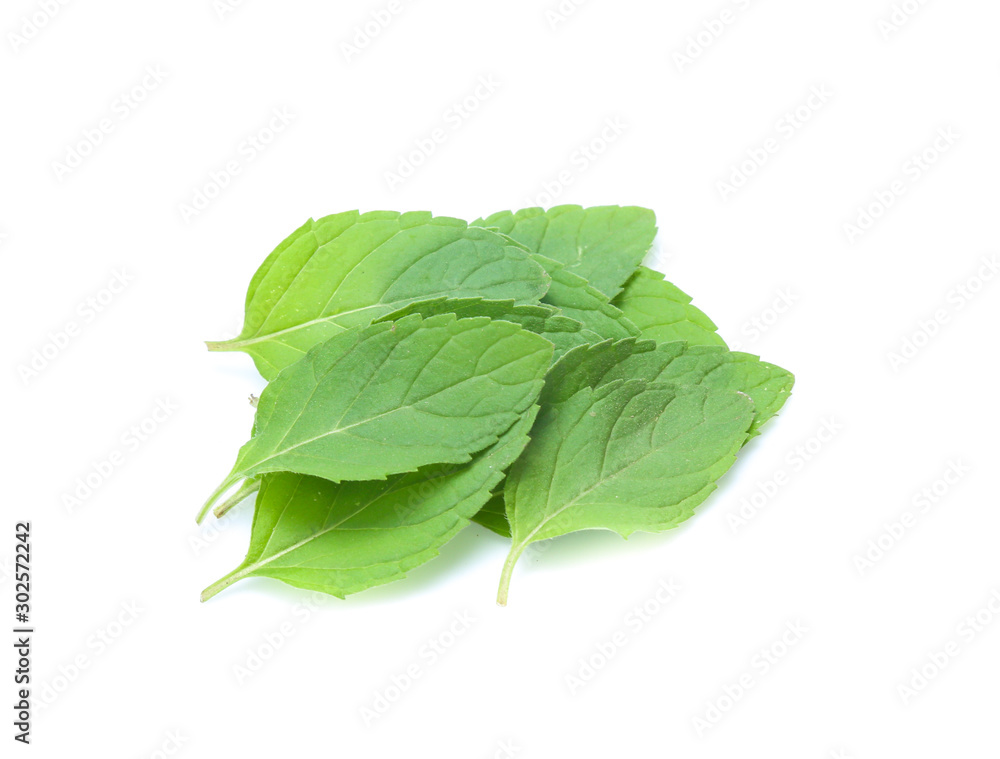 mint leaves isolated isolated on white mint leaves isolated isolated on white