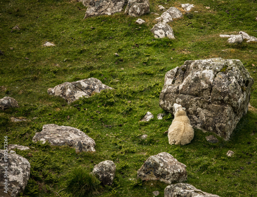 Scenic Scotland meadows with sheep in traditional landscape. Scenic Scotland meadows with sheep in traditional landscape.