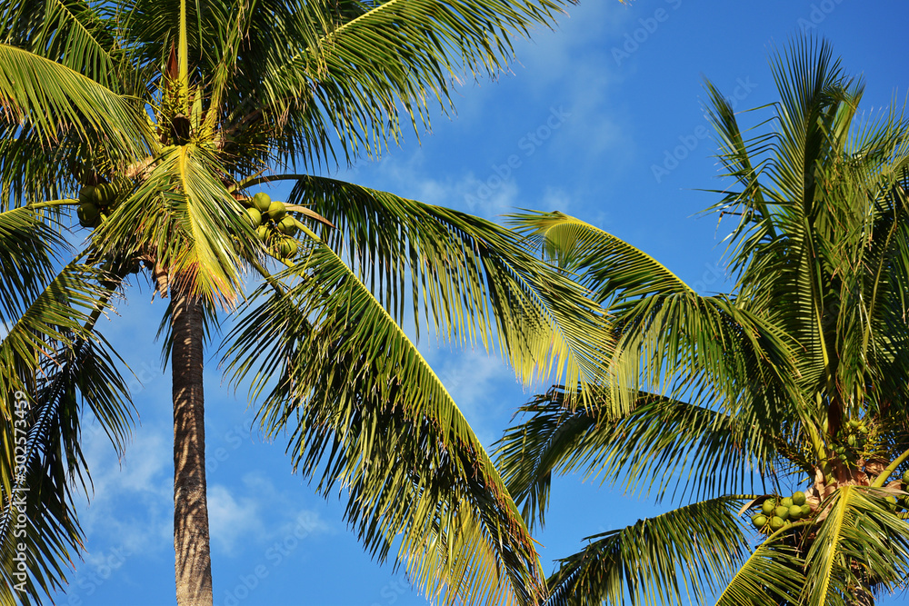 Fototapeta premium Palmtrees and coconuts under a blue sky