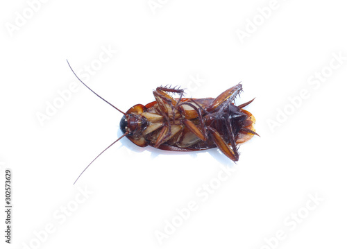 COCKROACH WHITE ISOLATED BACKGROUND © Poramet