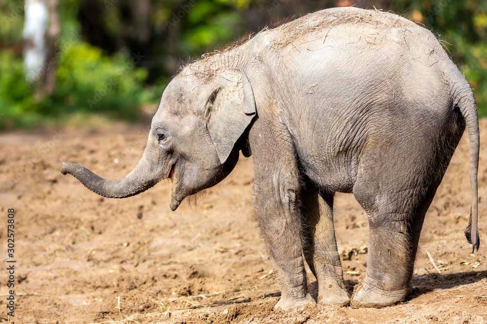Fototapeta premium happy baby elephant walking