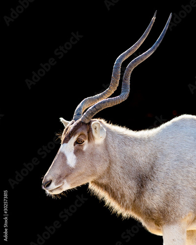 close up portriat of an addax isolated on a black background photo