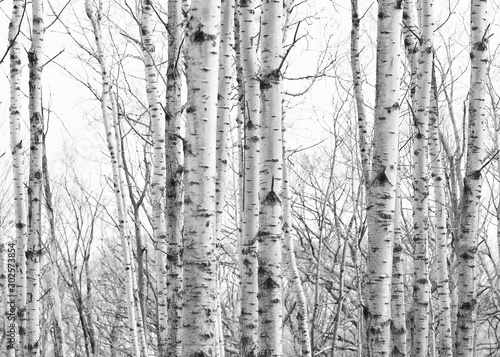 trees, fall, birch, black and white, barren, sparse, clean, season, landscape