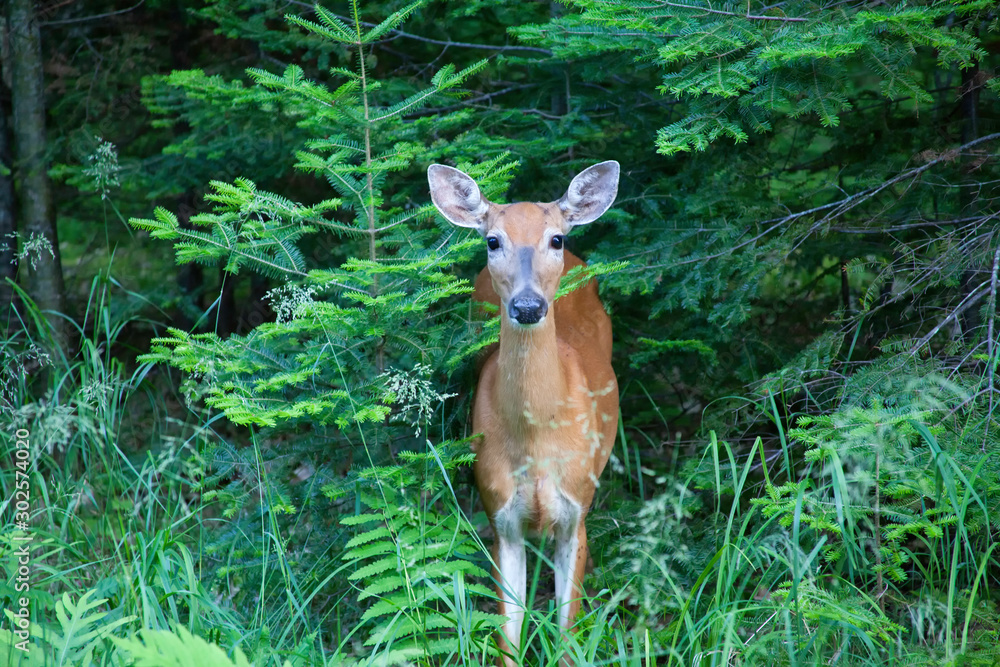 Whitetail Deer, Doe Whitetail Deer, Doe