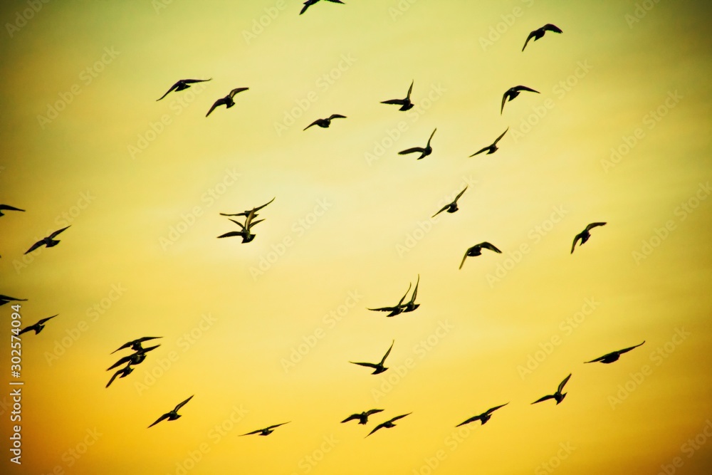 Fototapeta premium Birds in flight