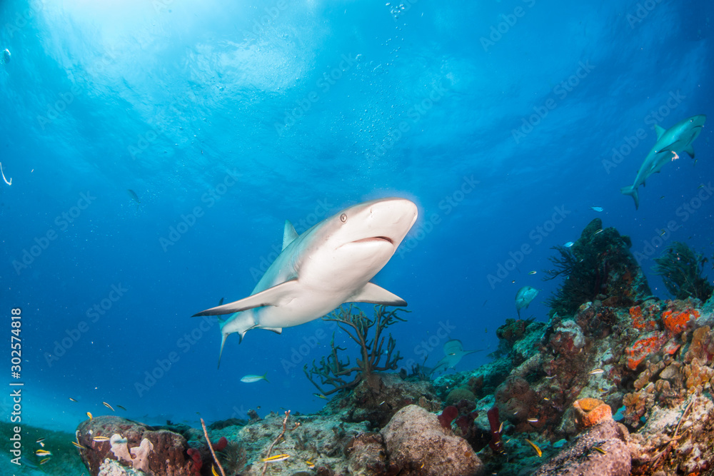 Fototapeta premium Caribbean reef shark at the Bahamas