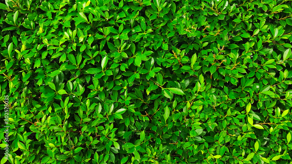 background of green leaves background of green leaves