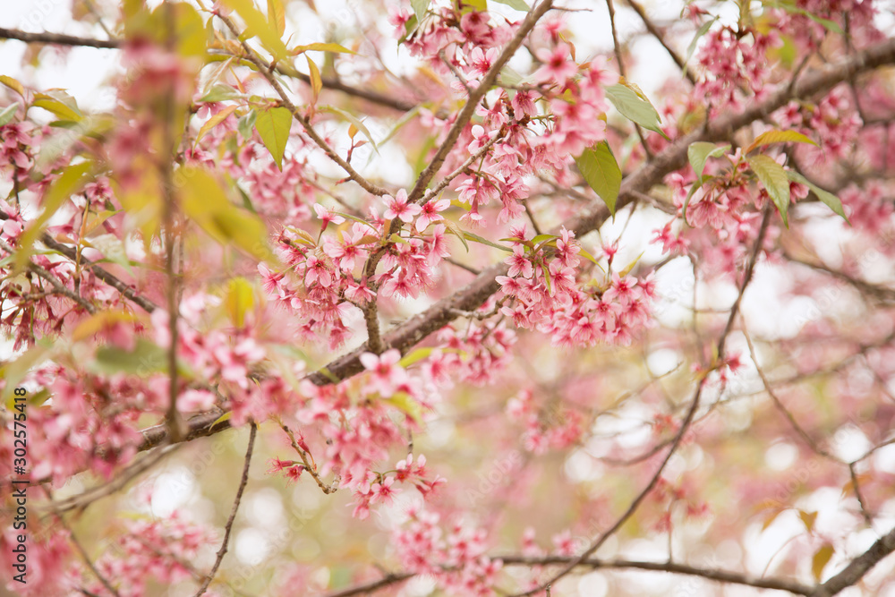 Beautiful cherry blossom or sakura in spring time over  sky