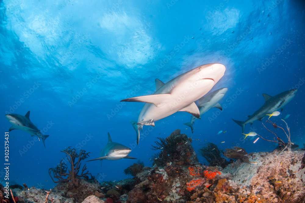 Fototapeta premium Caribbean reef shark at the Bahamas