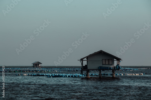 Shell farming in the sea