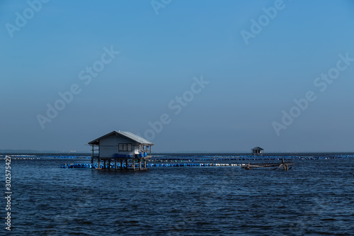 Shell farming in the sea